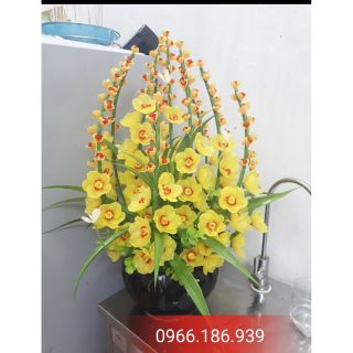 Combo nguyên liệu 02 bình lan vàng hồ điệp
