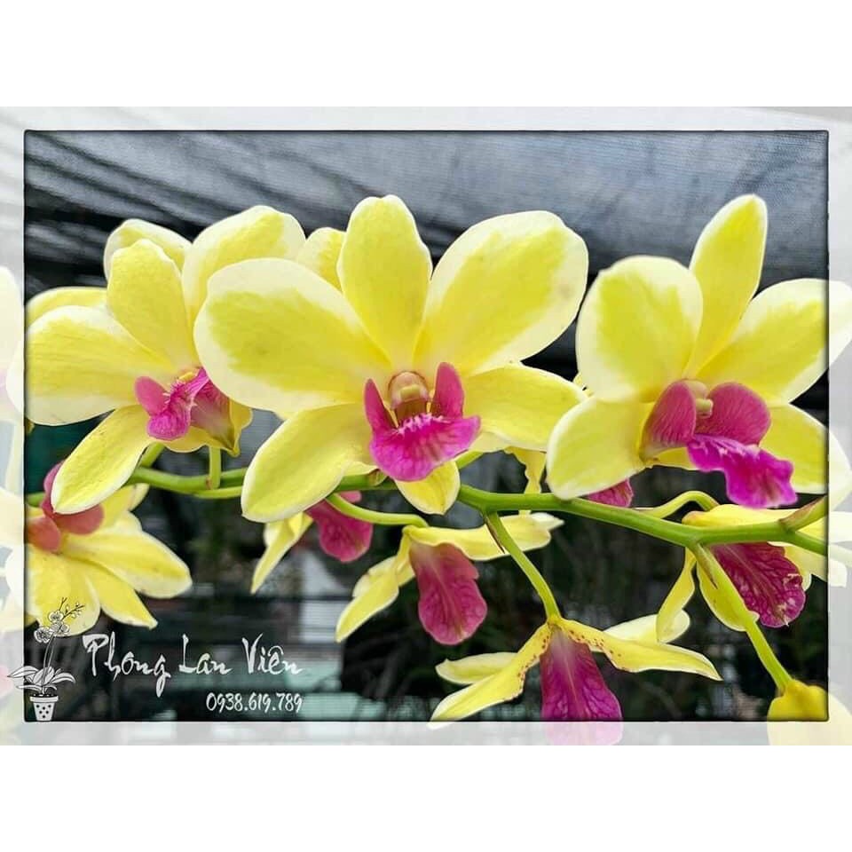 Dendro Nắng Chớp Vàng Thongchai Gold