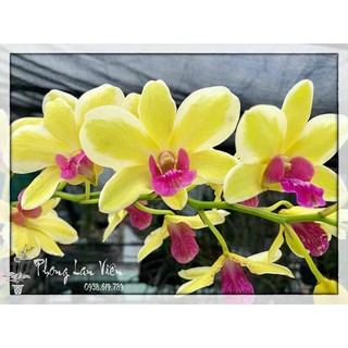 Dendro Nắng Chớp Vàng Thongchai Gold
