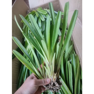 kiếm tiên vũ 1 tép