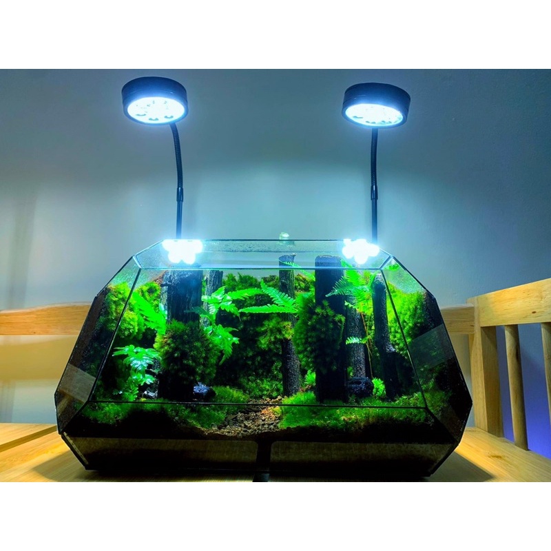 Bể đa giác dùng trang trí bán cạn, terrarium D32xR24xC27