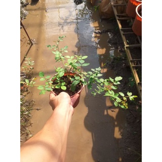 Hồng Cổ Vân Khôi thơm diệu nhe