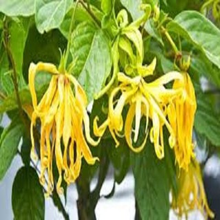 CÂY GIỐNG HOÀNG LAN( NGỌC LAN VÀNG)