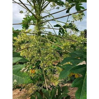 200 Hạt giống đu đủ đực sai hoa