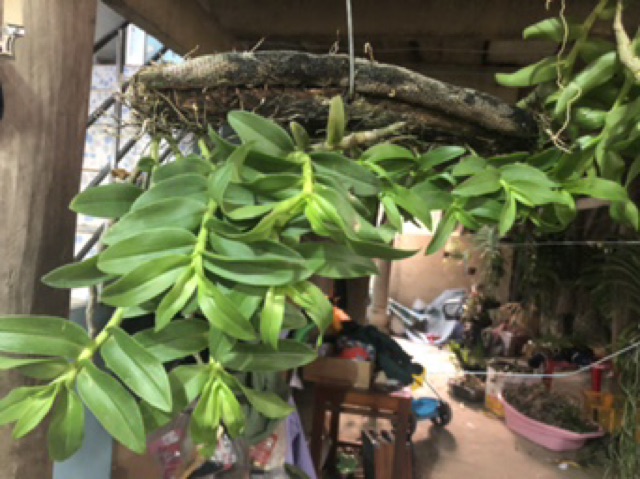 Phong lan Long tu Xuân Điện Biên