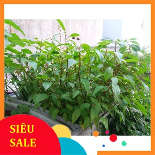 10g Hạt giống Rau Đay đỏ