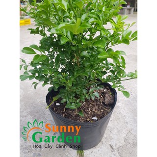 Cây Nguyệt Quế Lá Nhỏ - Chậu Hoa