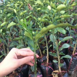 Cây giống Bưởi Ruby