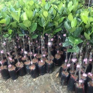 Cây giống mít ruột đỏ siêu trái