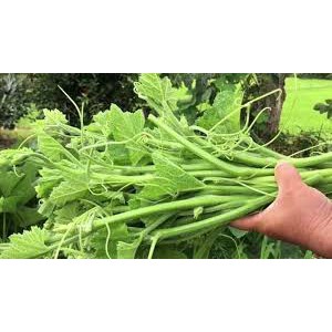 200 hạt giống bí siêu ngọn