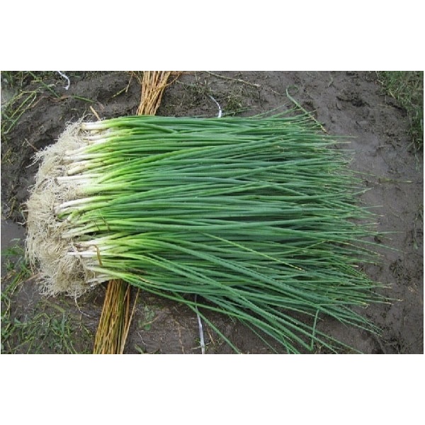Hạt giống Hành lá dễ trồng kháng bệnh tốt năng suất