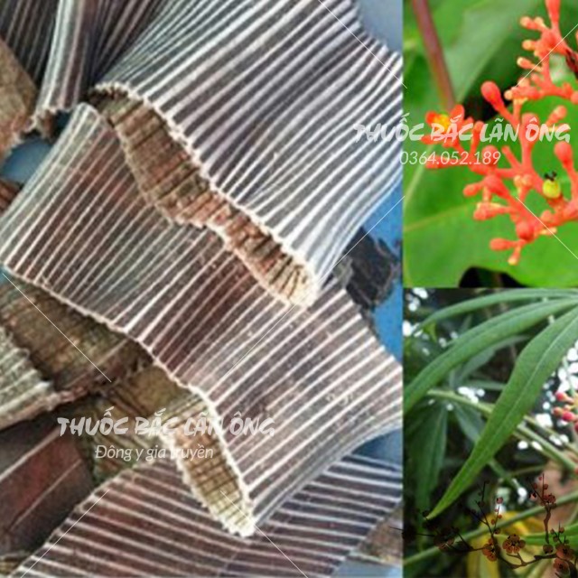 Đỗ Trọng Bắc 100g