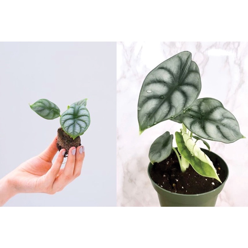 Alocasia Silver Dragon cây kiểng lá môn rồng bạc