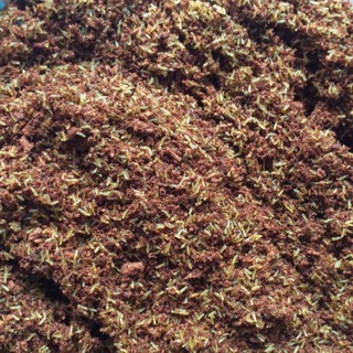 Trứng dế mèm thái