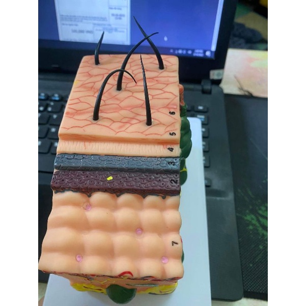 MÔ HÌNH GIẢI PHẪU TRỰC QUAN DA