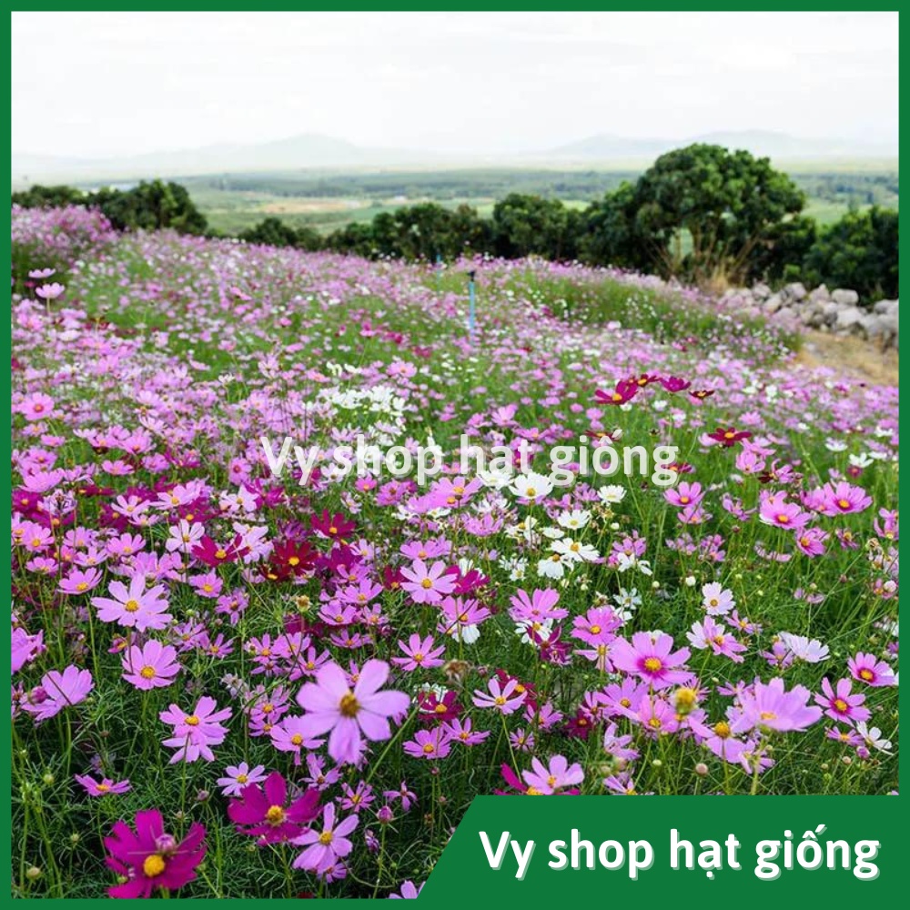 100gr hạt giống sao nhái  mix 18 màu - khoảng 10.000 hạt