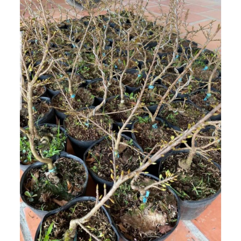 2 Cây Mai Giảo Bến Tre 8 cánh Cao 30cm