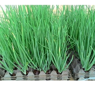Hạt Giống Hành Lá Gói 1g