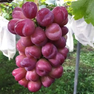 Cây giống nho trái tim 3 tháng ra hoa