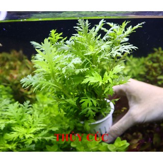 Cây thủy sinh Thủy Cúc (Hậu cảnh)