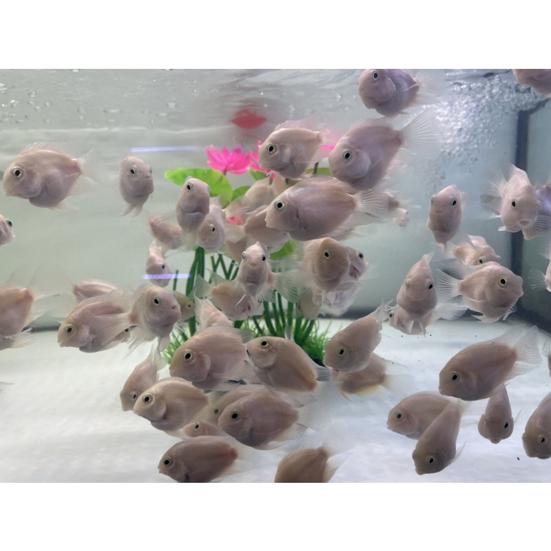 Két trắng size sinh sản 2 ngón
