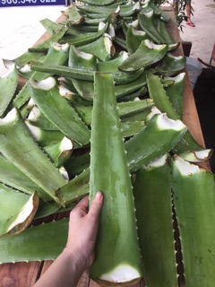 DẦU XẢ THẢO MỘC (HANDMADE)