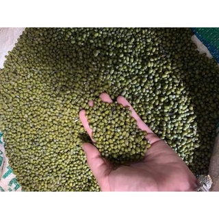 Hạt đậu xanh nhà trồng giống thuần