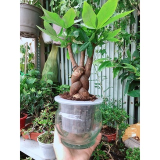 Chậu Kim Ngân Thắt Bính Thuỷ Canh