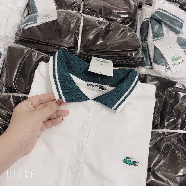 áo Polo thêu Lacosteeee