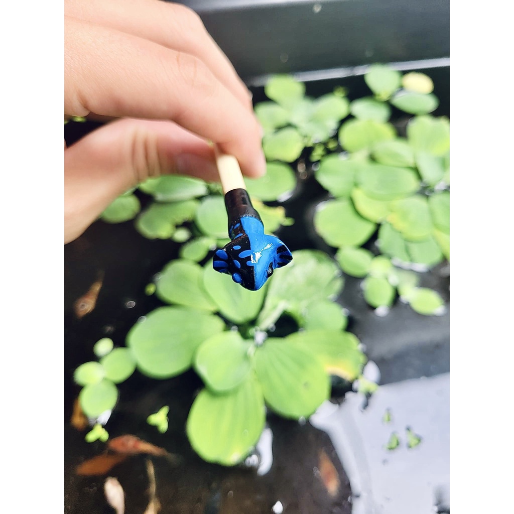 Cây kè đầu cá Betta