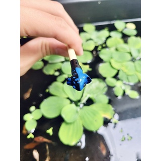 Cây kè đầu cá Betta