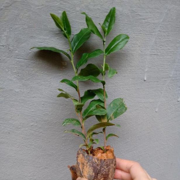 Combo 2 Cây chè xanh Thái Nguyên giống dùng pha trà,làm bánh .