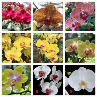 5 cây hồ điệp giống đủ màu