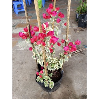 hoa giấy cẩm thạch( đủ màu) nguyên bản chiết cành (tặng kèm phân bón)