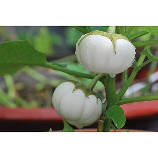 HẠT GIỐNG CÀ PHÁO, CÀ DĨA