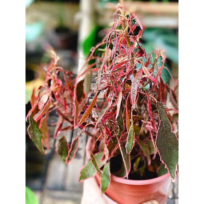 Cây Acalypha wilkesiana Firestorm (Cây Bão Lửa) chậu nhựa