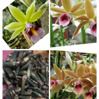 Củ giống địa lan hạc đỉnh