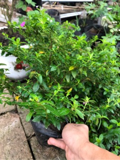 Bầu cây hoa cẩm tú mai