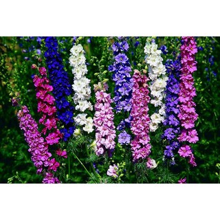 Hạt giống hoa phi yến mix (violet)