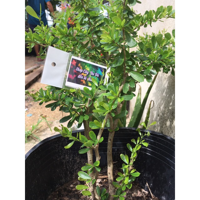 Linh sam siêu bông, cây giống 30cm