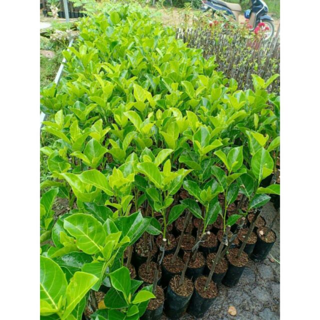 MÍT THÁI RUỘT ĐỎ INDO CÂY GHÉP CHO QUẢ SAU 16THANG TRỒNG
