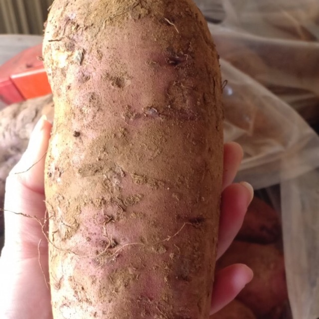 Khoai mật size 3 củ