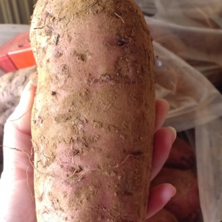Khoai mật size 3 củ