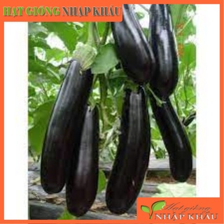 Hạt giống cà tím siêu dài (Nội địa Trung). 0,5 gr/gói