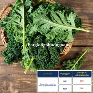 5GR - HẠT GIỐNG CẢI XOĂN KALE