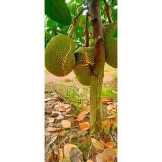 Giống Mít Mật
