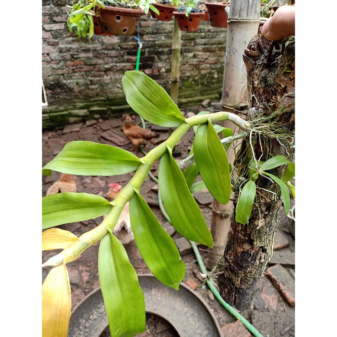 Phong lan trầm tím