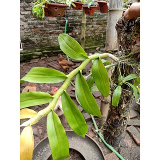 phong lan trầm tím (hàng rừng)
