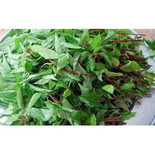 Hạt giống Rau đay