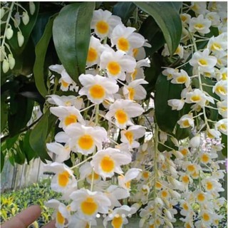 Lan Kiều Vuông 1 giề